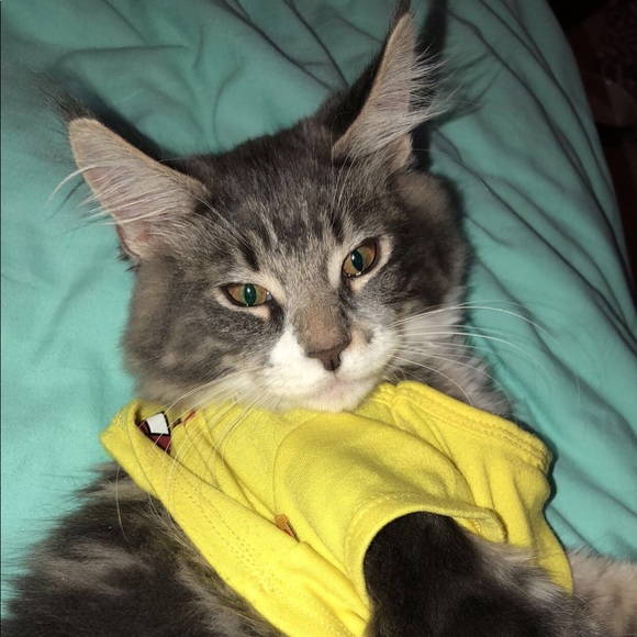 Meet your Posher, Rachel - Picture 1 of 1